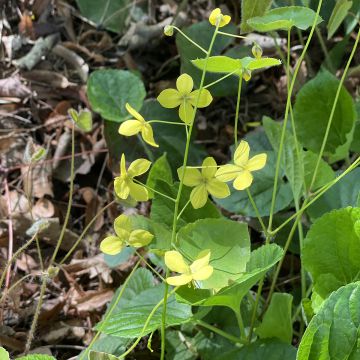 Varjohiippa - Epimedium perralderianum
