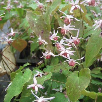 Varjohiippa Pink Elf