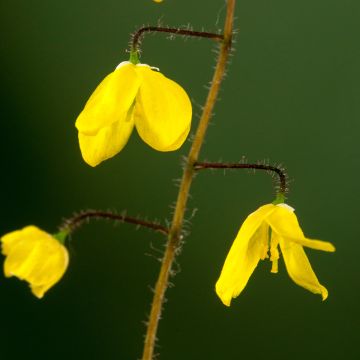Varjohiippa - Epimedium platypetalum