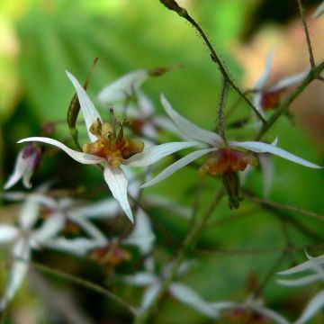 Varjohiippa - Epimedium pubescens