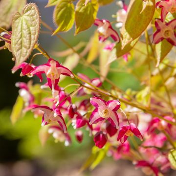 Jalokärsämö - Epimedium x rubrum