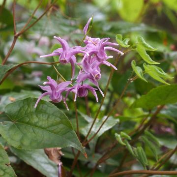 Varjohiippa - Epimedium sempervirens