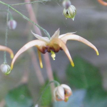 Varjohiippa - Epimedium wushanense