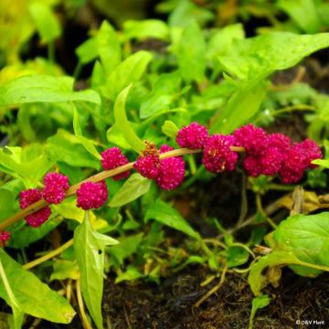 Mykerösavikka - Blitum capitatum
