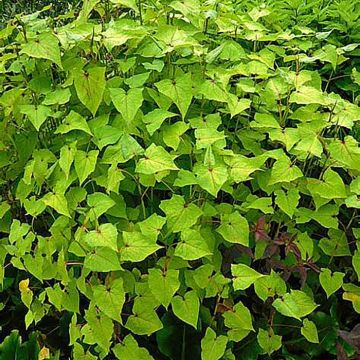 Tattari - Fagopyrum dibotrys