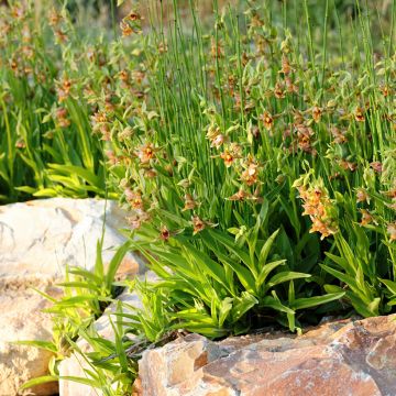 Isoneidonvaippa - Epipactis gigantea