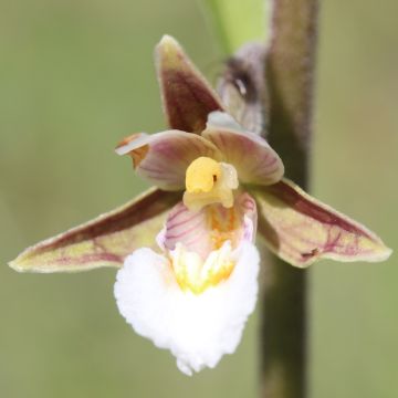 Suoneidonvaippa - Epipactis palustris