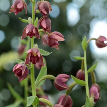 Neidonvaipa - Epipactis royleana