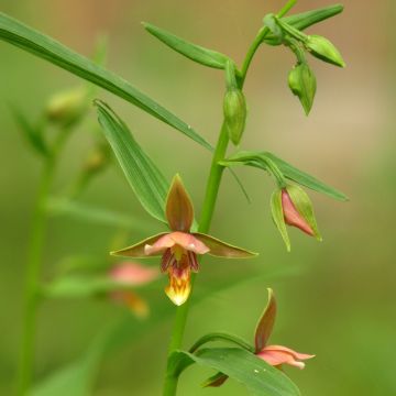 Neidonvaipa - Epipactis thunbergii gigantea