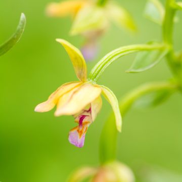 Neidonvaipa Yellow