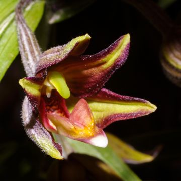 Neidonvaipa - Epipactis veratrifolia