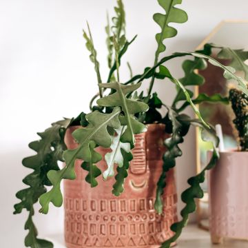 Kalanruotokaktus - Epiphyllum anguliger