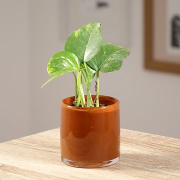 Kultaköynnös - Epipremnum aureum