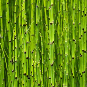 Kangaskorte - Equisetum camtschatcense
