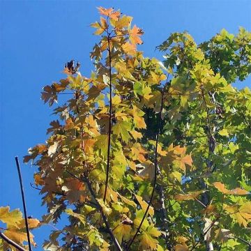 Vaahtera Autumn Blaze