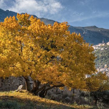 Ranskanvaahtera - Acer monspessulanum