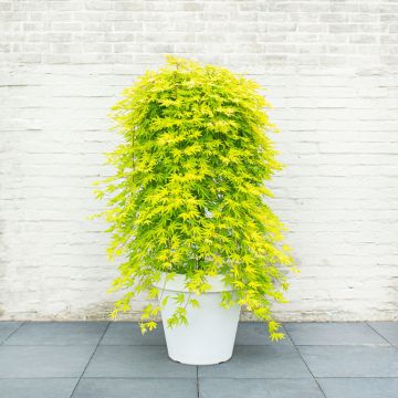 Japaninvaahtera Cascade Citrine