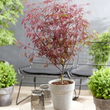 Verijapaninvaahtera Royal Garnet