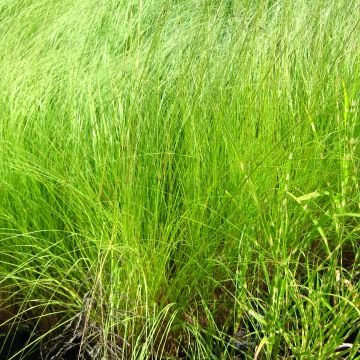 Kaartoröllinurmikka - Eragrostis curvula