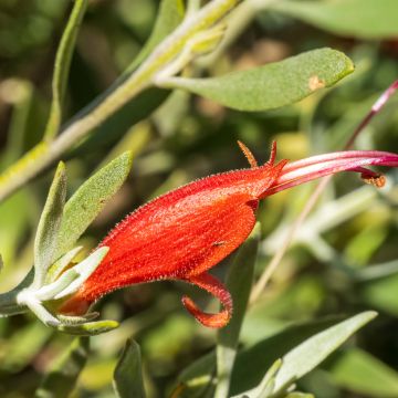 Siloemuntorvi Red