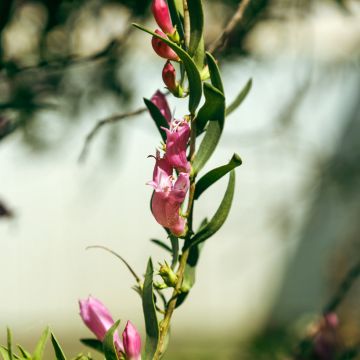 Emuntorve - Eremophila laanii