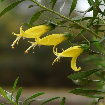 Emuntorve Aurea