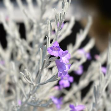 Emuntorve - Eremophila nivea