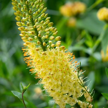 Marskinlilja - Eremurus stenophyllus