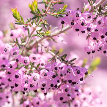 Kellokanerva - Erica canaliculata