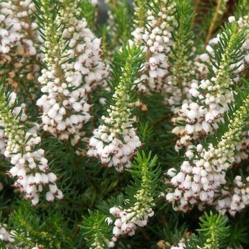 Ranskankellokanerva White Rocket