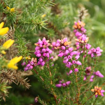 Harmaakellokanerva - Erica cinerea