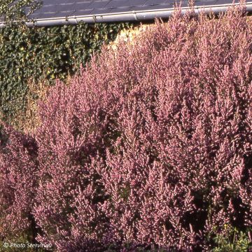 Kellokanerva - Erica mediterranea