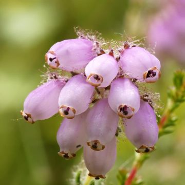 Kellokanerva - Erica tetralix