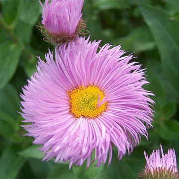 Jalokallioinen Rosa Triumph