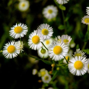 Sädekallioinen - Erigeron annus