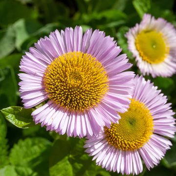 Siniharmaakallioinen - Erigeron glaucus