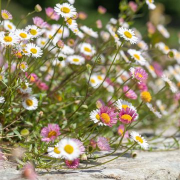Rentokallioinen - Erigeron karvinskianus