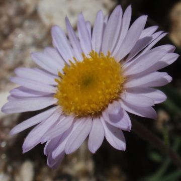 Kallioinen - Erigeron leiomerus