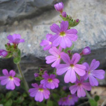 Purppuraerinus - Erinus alpinus