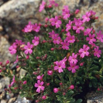 Purppuraerinus Hähnle