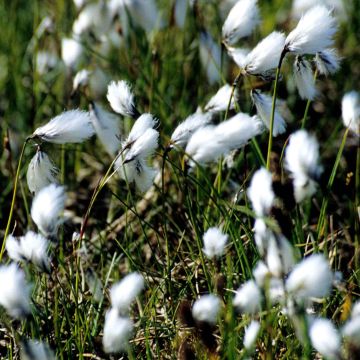 Luhtavilla - Eriophoron angustifolium
