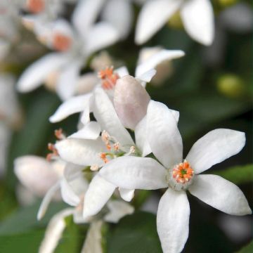 Philotheca myoporoides Flower Girl White