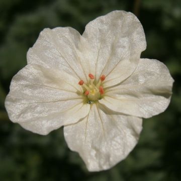 Kurjennokka - Erodium chrysanthum