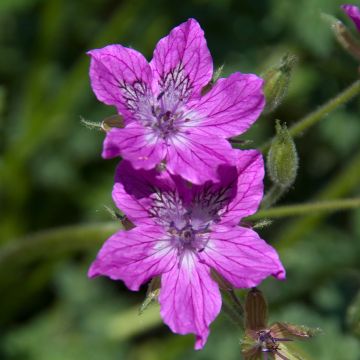 Kivikkokurjennokka - Erodium manescavii