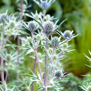 Koreapiikkiputki - Eryngium bourgatii