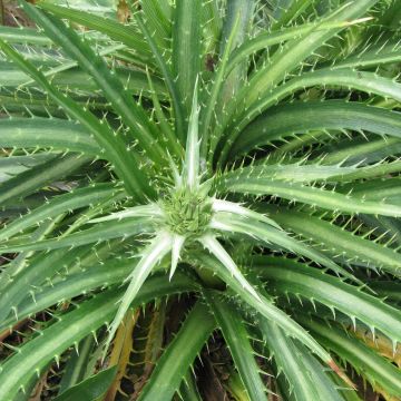 Piikiputke - Eryngium horridum
