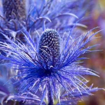 Piikkiputki - Eryngium oliverianum