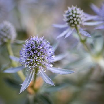 Sinipiikkiputki Blauer Zwerg