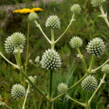 Piikiputke - Eryngium serra