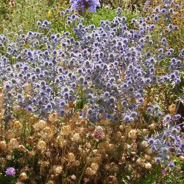 Piikiputke - Eryngium tripartitum